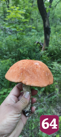 На Кумысной поляне Саратова в мае пошли белые грибы